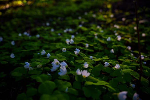 A gloomy contrasting photo of a clover in a spring forest. High quality photo