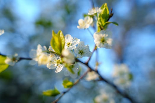 Beautiful background with cherry blossoms. High quality photo