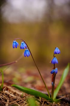 Blue flowers in the forest. High quality photo