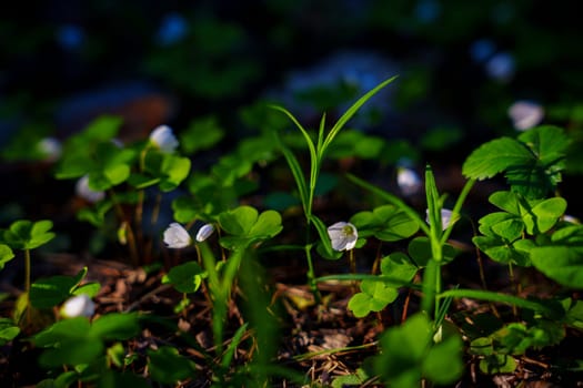 A gloomy contrasting photo of a clover in a spring forest. High quality photo