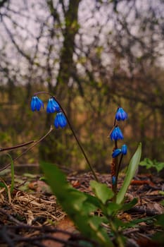 Blue flowers. High quality photo