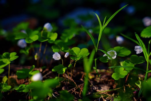 A gloomy contrasting photo of a clover in a spring forest. High quality photo