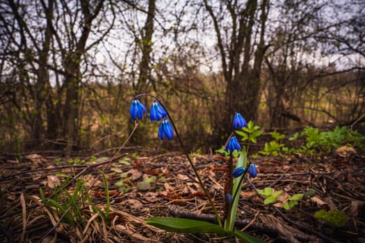 Blue flowers in the forest. High quality photo