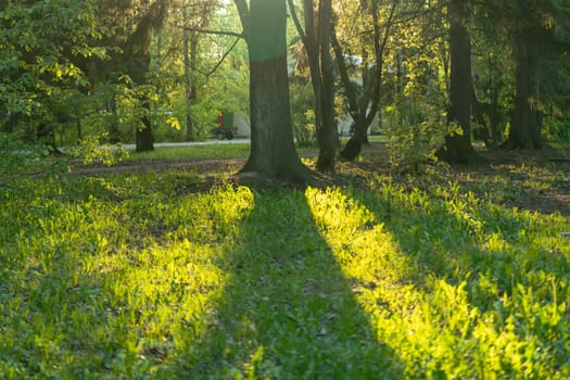 Morning in the sunny park . High quality photo