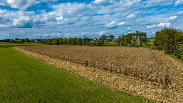 A Cornfield and Green Pastures under Blue Sky with Clouds