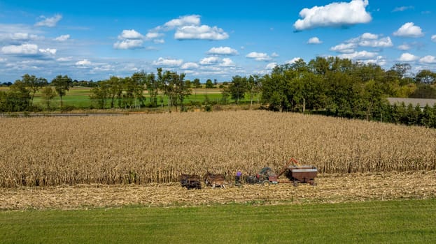 An Aerial View of Harvesting Cornfield with Tractors and Farm Machinery