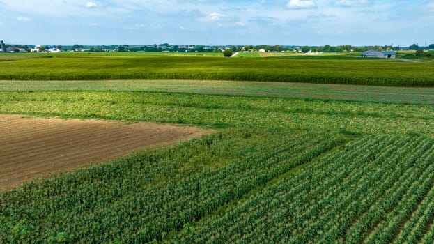 An Expansive Farmland with Rows of Crops and Barns