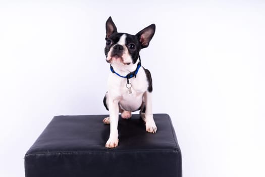 Studio shot of an adorable Boston Terrier sitting on a white brick black background.