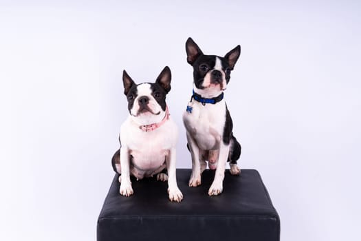 Studio shot of an adorable Boston Terrier sitting on a white brick black background.