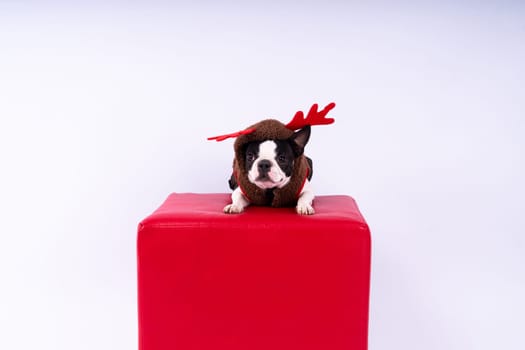 Studio shot of an adorable Boston Terrier sitting on a white brick black background.