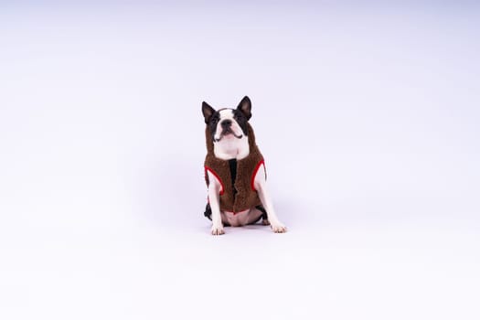 Studio shot of an adorable Boston Terrier sitting on a white brick black background.