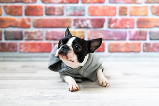 Studio shot of an adorable Boston Terrier sitting on a white brick black background.