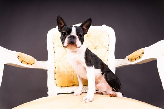 Studio shot of an adorable Boston Terrier sitting on a white brick black background.