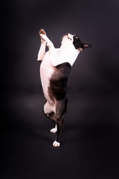 Studio shot of an adorable Boston Terrier sitting on a white brick black background.