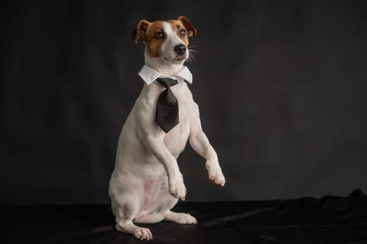 Jack Russell Terrier dog in a tie on a black background. Copy space