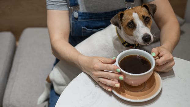 Jack Russell sits on the lap of the hostess in a cafe. Woman drinking coffee in a dog friendly cafe