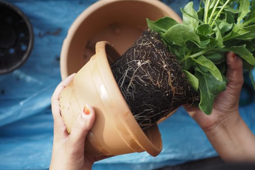 an individual is grasping a pot with a plant inside.