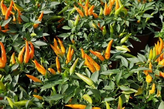 Chilli plant in the garden