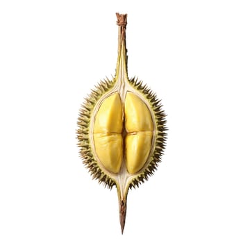 Durian with spiky shell cracked open and creamy flesh revealed Food and culinary concept. Food isolated on transparent background.