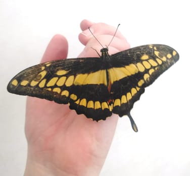 Rare Tropical Butterfly Sits on a Woman Hand. Black and Yellow Beautiful Fragile Butterfly on Woman Fingers Create Harmony of Nature. Beauty Magic Close-up.