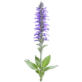 Sage Plant soft gray green leaves and spikes of purple flowers Salvia officinalis Final image. Plants isolated on transparent background.