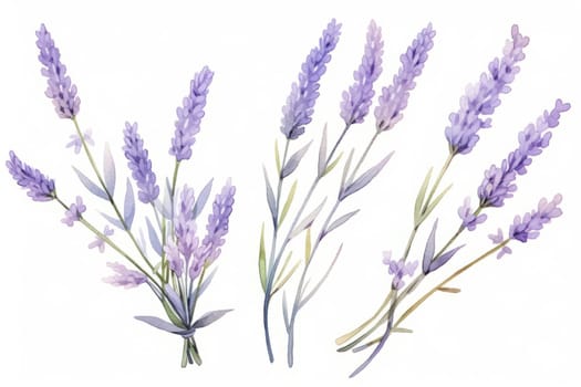 Lavender flower hand painted watercolor illustration