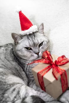 Christmas cat in a red Santa hat with a gift sits on a white background. Pets, Christmas stories with pets