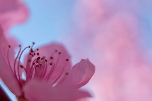 close up pink peach flower against a blue sky. The flower is the main focus of the image, and it is in full bloom