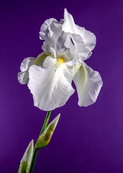 Beautiful Blooming white iris Immortality on a purple background. Flower head close-up.