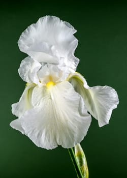 Beautiful Blooming white iris Immortality on a green background. Flower head close-up.