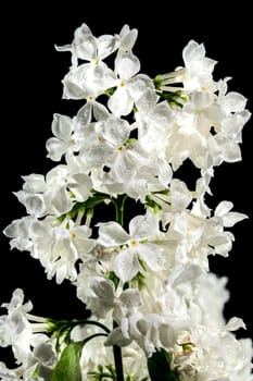 Beautiful blooming white lilac Angel White isolated on a black background. Flower head close-up.