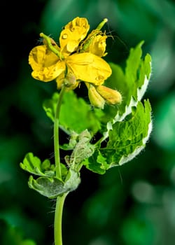 Beautiful Blooming yellow lesser celandine or ficaria verna on agreen background. Flower head close-up.