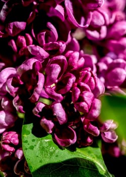 Beautiful blooming dark purple lilac isolated on a black background. Flower head close-up.