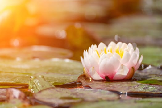 Pink lotus water lily flower in pond, waterlily with green leaves blooming.