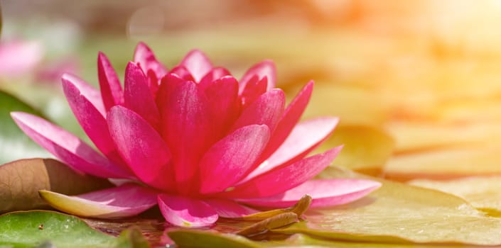 Pink lotus water lily flower in pond, waterlily with green leaves blooming.