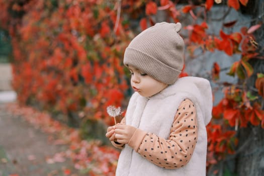 Little girl blows on a dandelion in her hand near a wall covered with red ivy. Side view. High quality photo