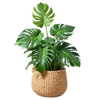 Swiss Cheese Plant large green leaves with oval holes in a woven basket planter with. Plants isolated on transparent background.