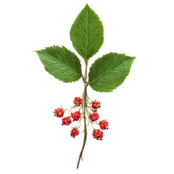 Bunchberry with clusters of red berries and green leaves suspended Food and culinary concept. Food isolated on transparent background.