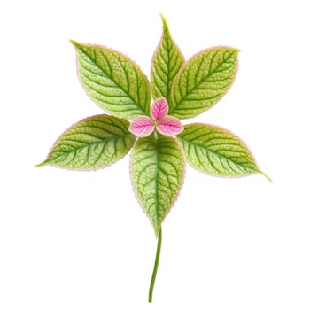 Plants leaf isolated on transparent background