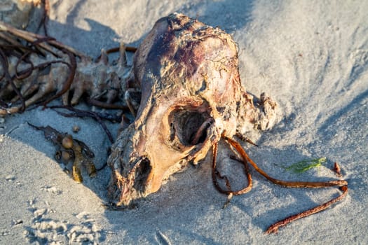 The skeleton of a dead sheep lying on the beach.