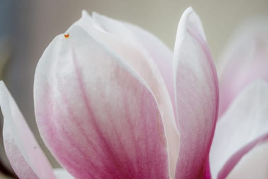 Magnolia Sulanjana flowers with petals in the spring season. the beautiful pink magnolia flowers in spring, selective focusing.