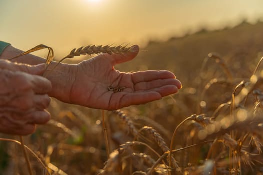 Close up of senior farmers hands holding and examining grains of wheat of wheat against a background of ears in the sunset light