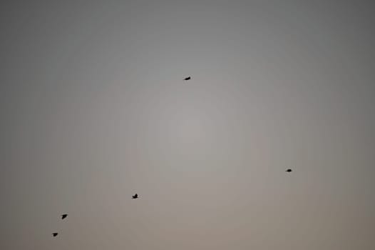 Birds in the sky. Silhouettes of birds against the sky. Concept for nature and animals.