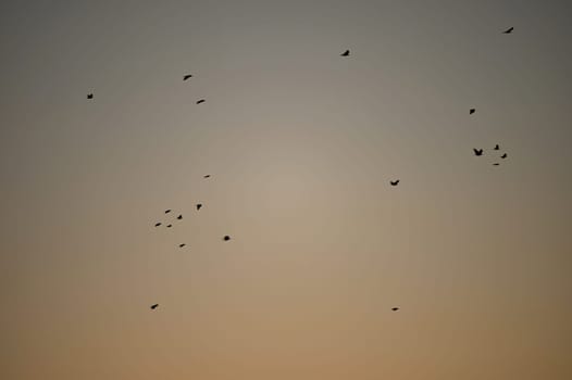 Birds in the sky. Silhouettes of birds against the sky. Concept for nature and animals.