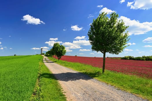 Beautiful landscape in the Czech Republic. Green nature with blue sky and sun.