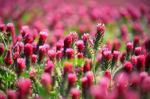 A beautiful blooming red field in the Czech Republic. Concept for nature and agriculture. Beautiful red flowers. Spring nature background. Clover incarnate - Trifolium incarnatum
