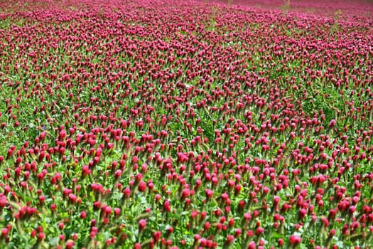 A beautiful blooming red field in the Czech Republic. Concept for nature and agriculture. Beautiful red flowers. Spring nature background. Clover incarnate - Trifolium incarnatum