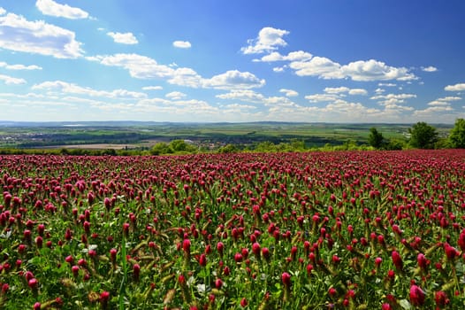 A beautiful blooming red field in the Czech Republic. Concept for nature and agriculture. Beautiful red flowers. Spring nature background. Clover incarnate - Trifolium incarnatum