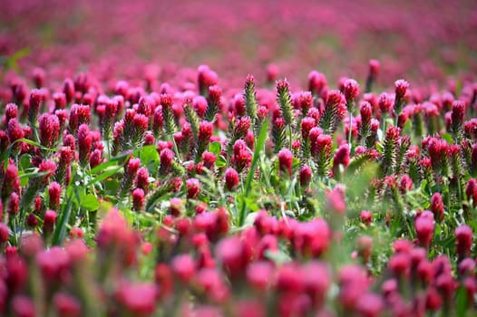 A beautiful blooming red field in the Czech Republic. Concept for nature and agriculture. Beautiful red flowers. Spring nature background. Clover incarnate - Trifolium incarnatum