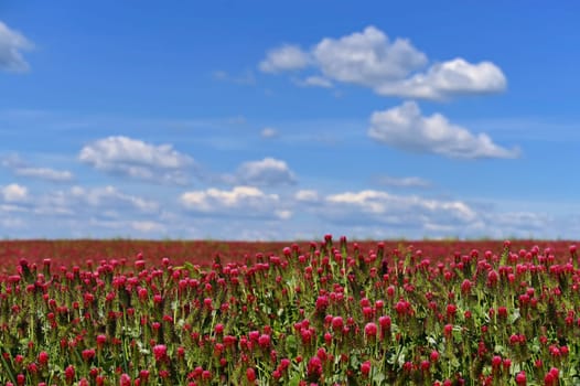 A beautiful blooming red field in the Czech Republic. Concept for nature and agriculture. Beautiful red flowers. Spring nature background. Clover incarnate - Trifolium incarnatum